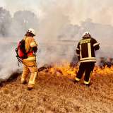 Vegetationsbrand in Hörste ruft Feuerwehr auf den Plan